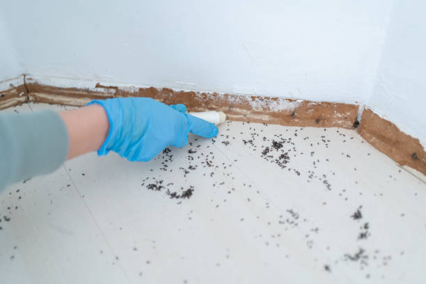 Best Pest Control for Restaurants  in Canton, NC