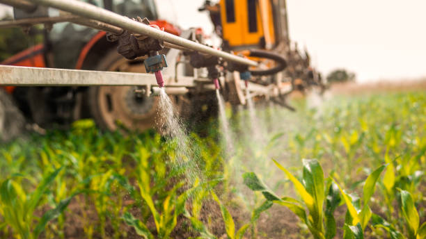 Best Pest Removal Services  in Canton, NC